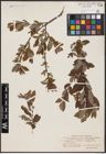 Foto von Salix aurita L. x Salix myrtilloides L. x Salix starkeana Willd.